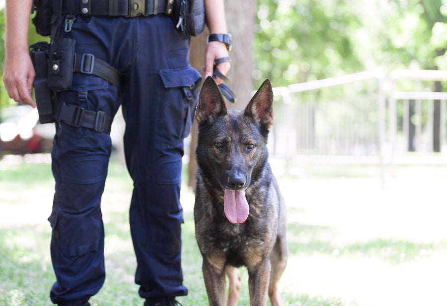 K9 Gear