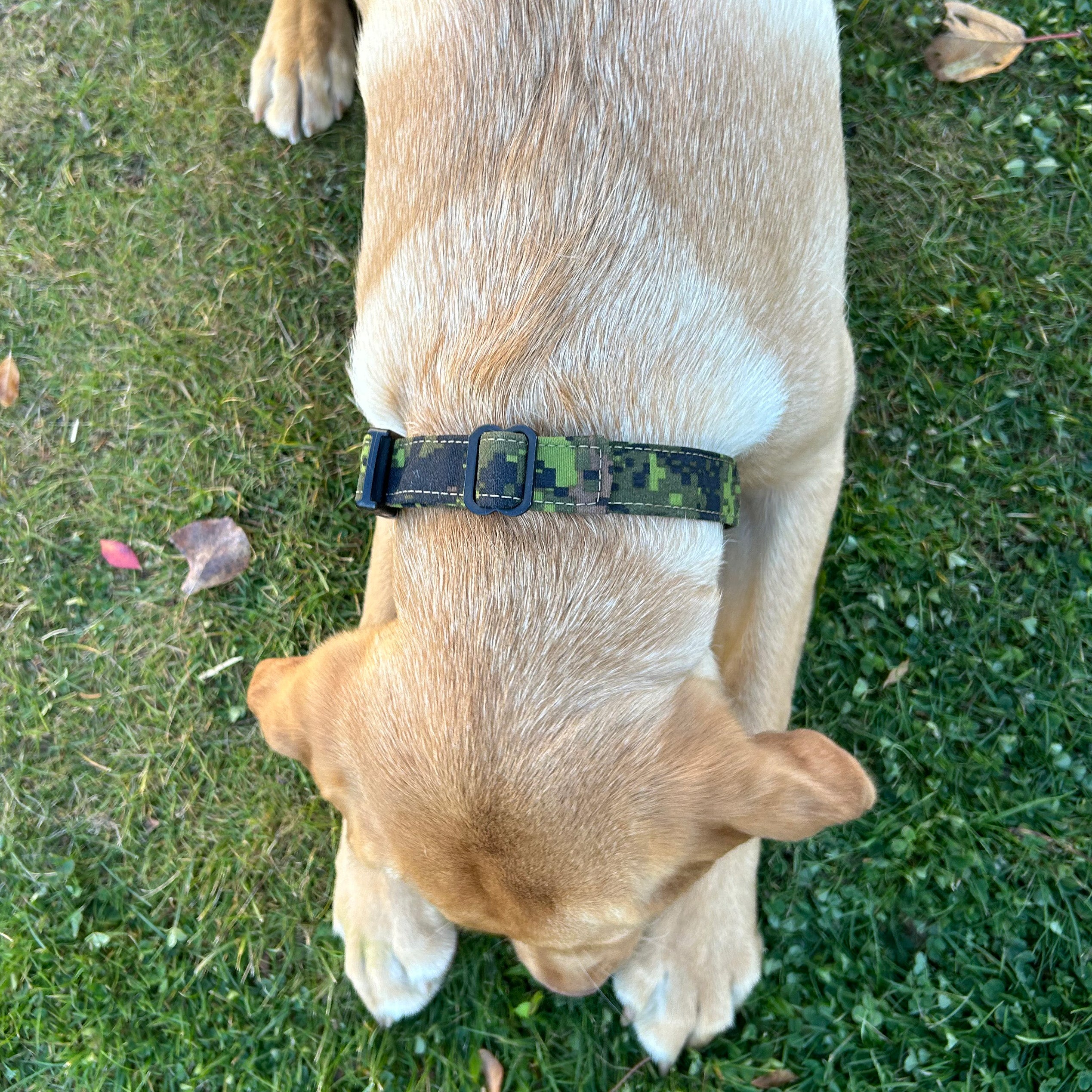 Custom Dog Collar (with nametape option)