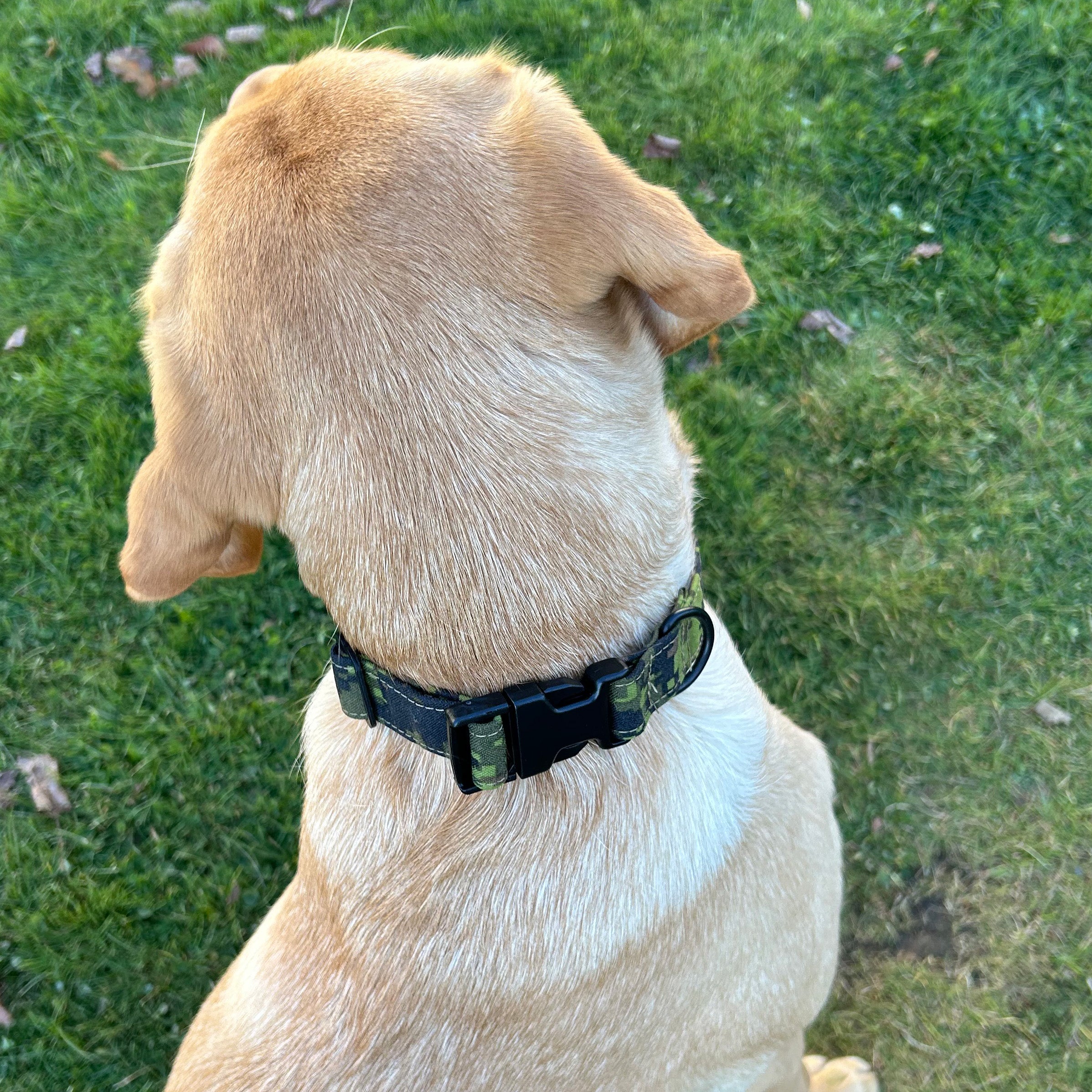 Custom Dog Collar (with nametape option)