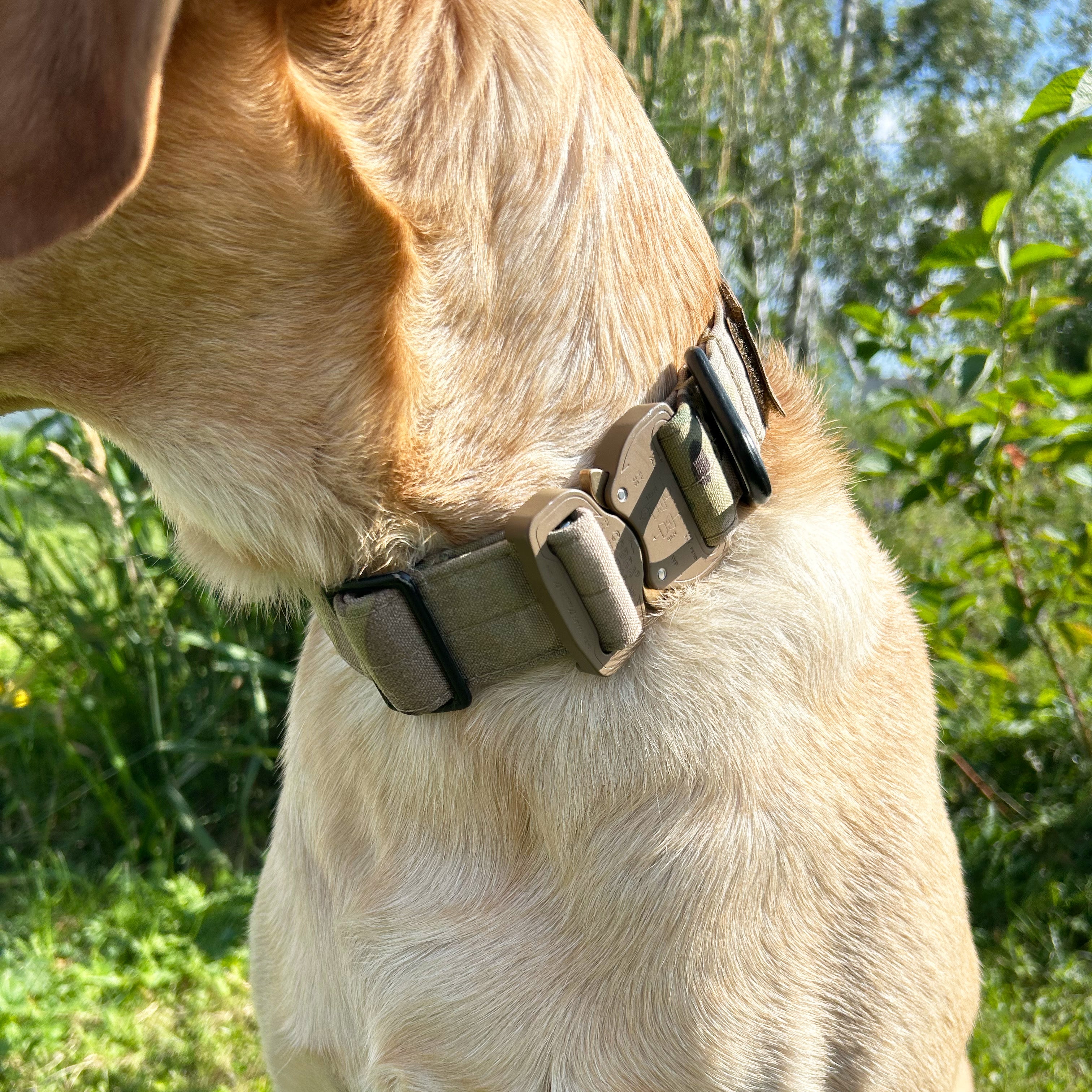 Working Dog Collar (w/ Cobra Buckle)