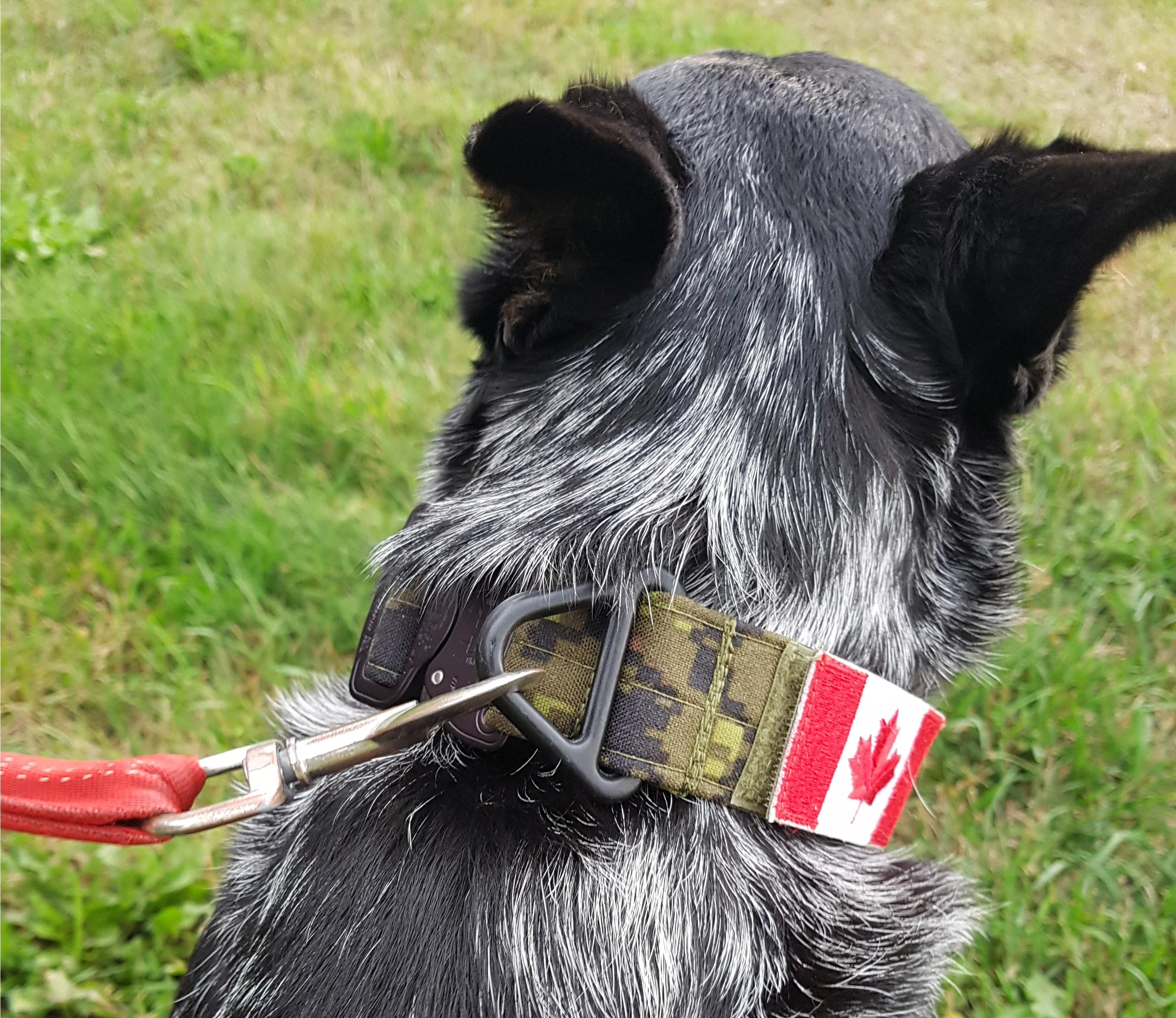 Working Dog Collar (w/ Cobra Buckle)