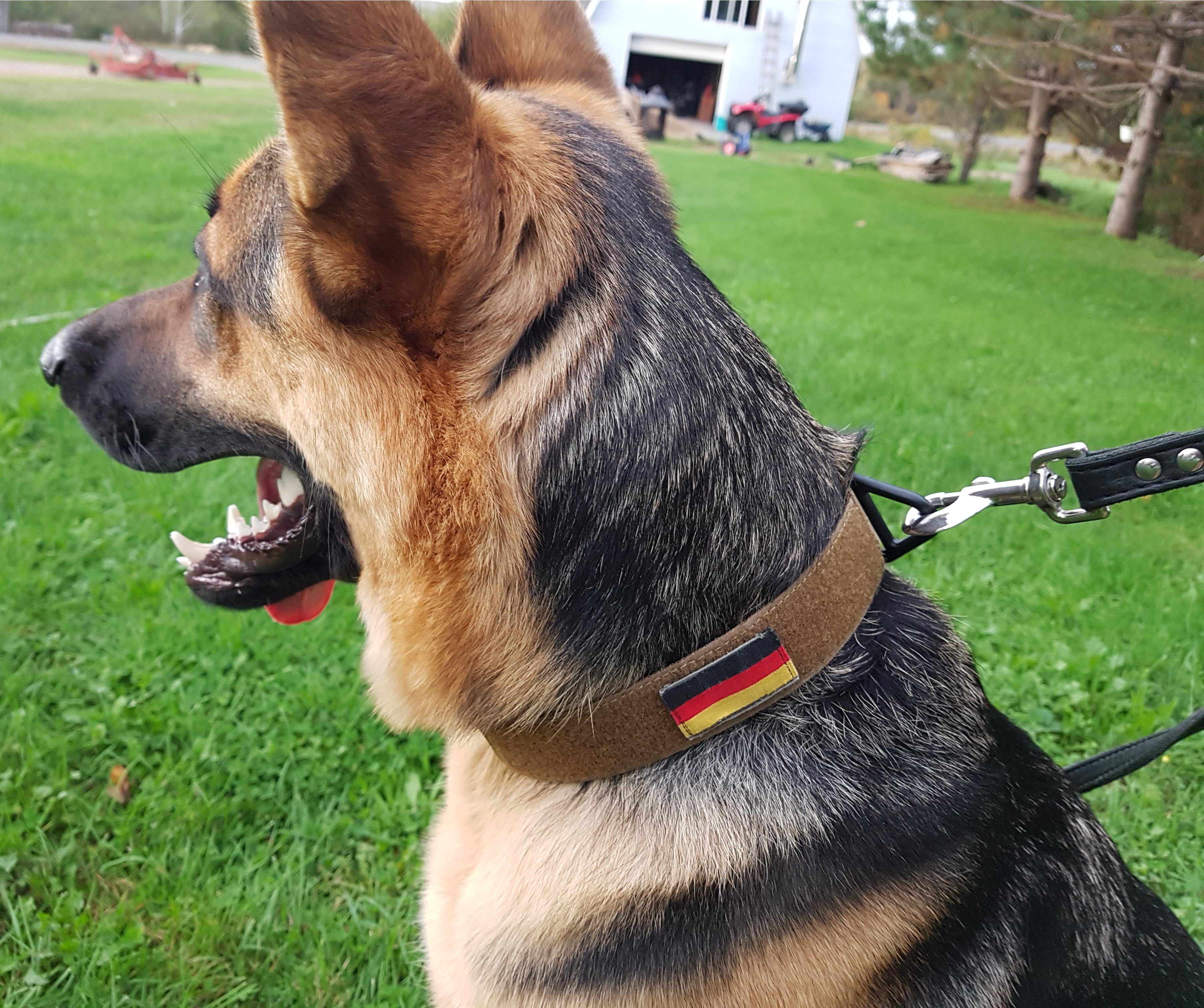 Working Dog Collar (w/ Cobra Buckle)