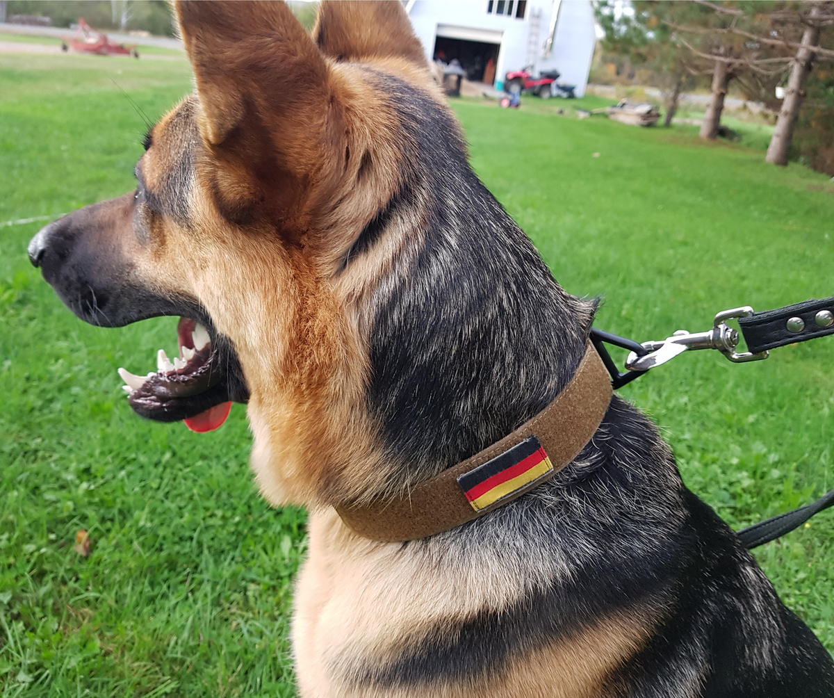 Working Dog Collar (w/ Cobra Buckle)