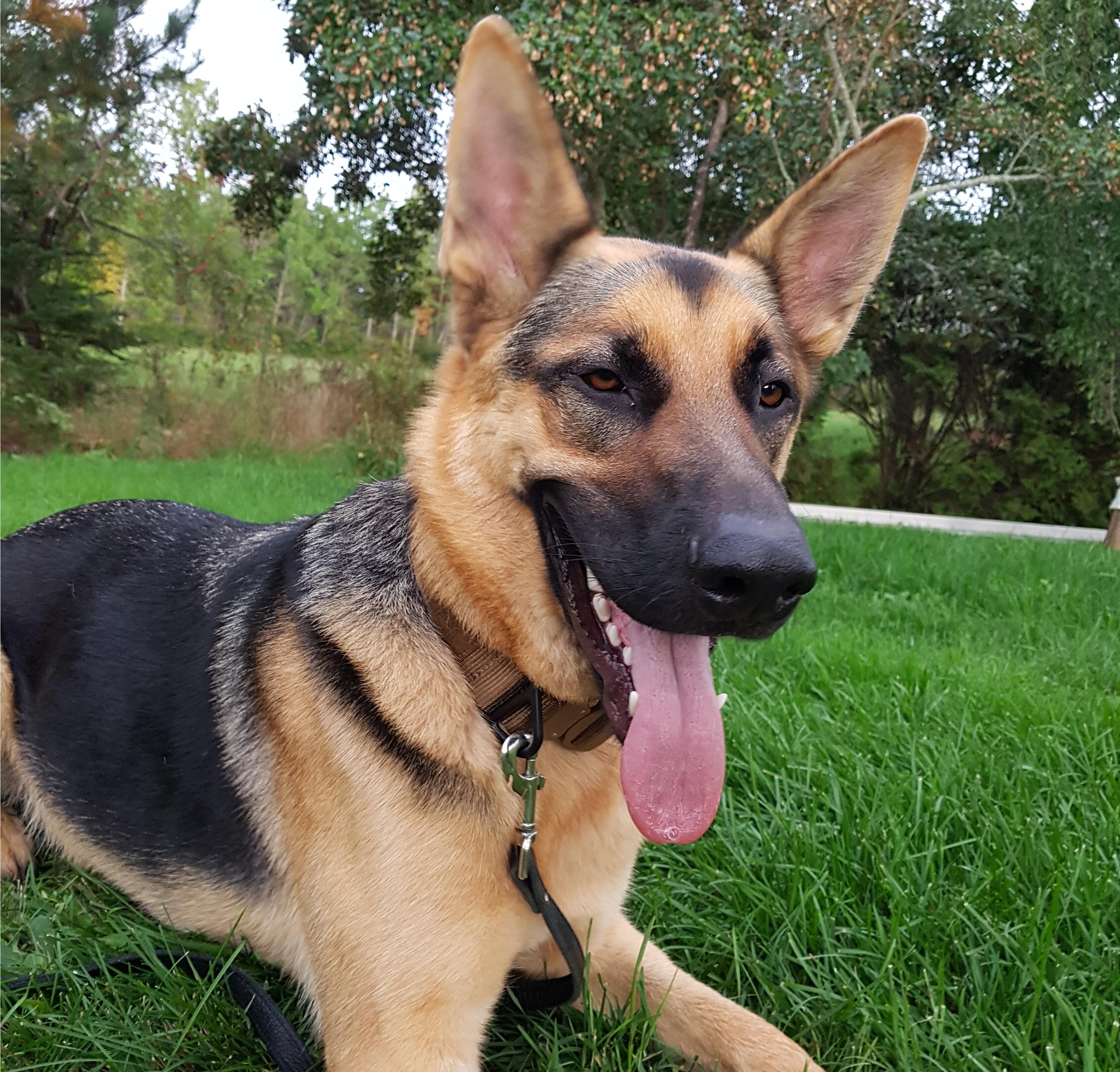 Working Dog Collar (w/ Cobra Buckle)